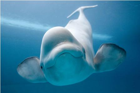 Beluga Death Calls Aquarium's Import Permit into Question